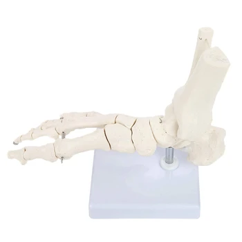 Модел скелетни крака с голеностопной на костите и ставите, свързани с тел, демонстрирующей естествен обхват и движения, се предлага на база